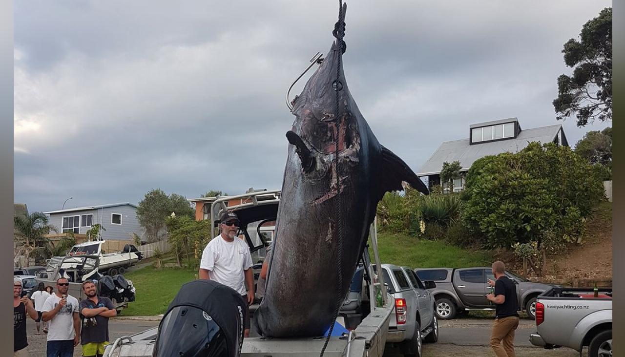 Mates reel in monster 466kg marlin | Newshub